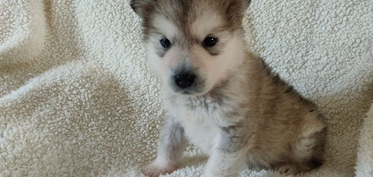 Alaskan Malamute-puppy’s