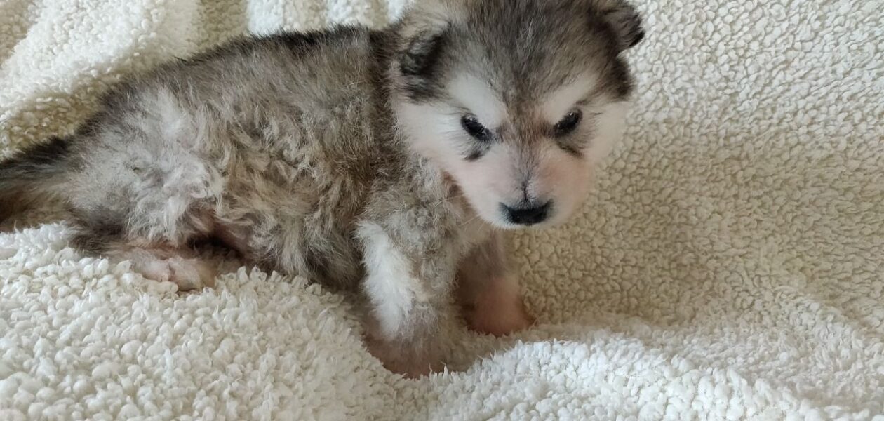 Alaskan Malamute-puppy’s