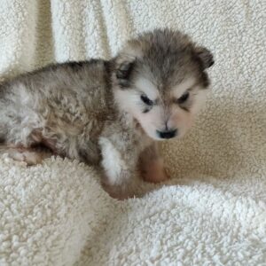 Alaskan Malamute-puppy’s