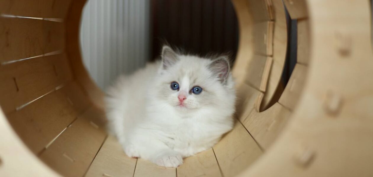 Ragdoll-kittens Whatsapp me op +447944279298