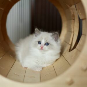 Ragdoll-kittens Whatsapp me op +447944279298