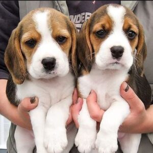 Mooie beagle-puppy’s beschikbaar Whatsapp me op +4479442792