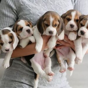 Mooie beagle-puppy’s beschikbaar Whatsapp me op +4479442792