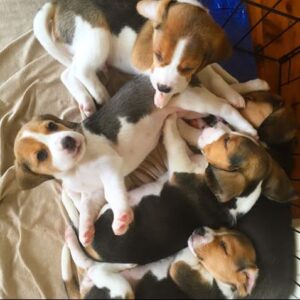 Mooie beagle-puppy’s beschikbaar Whatsapp me op +4479442792