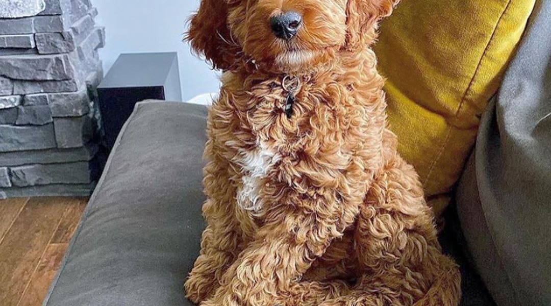 prachtige puppy’s goldendoodles Whatsapp me op +44794427929