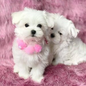 Mooie Maltese puppy’s klaar Whatsapp me op +447944279298