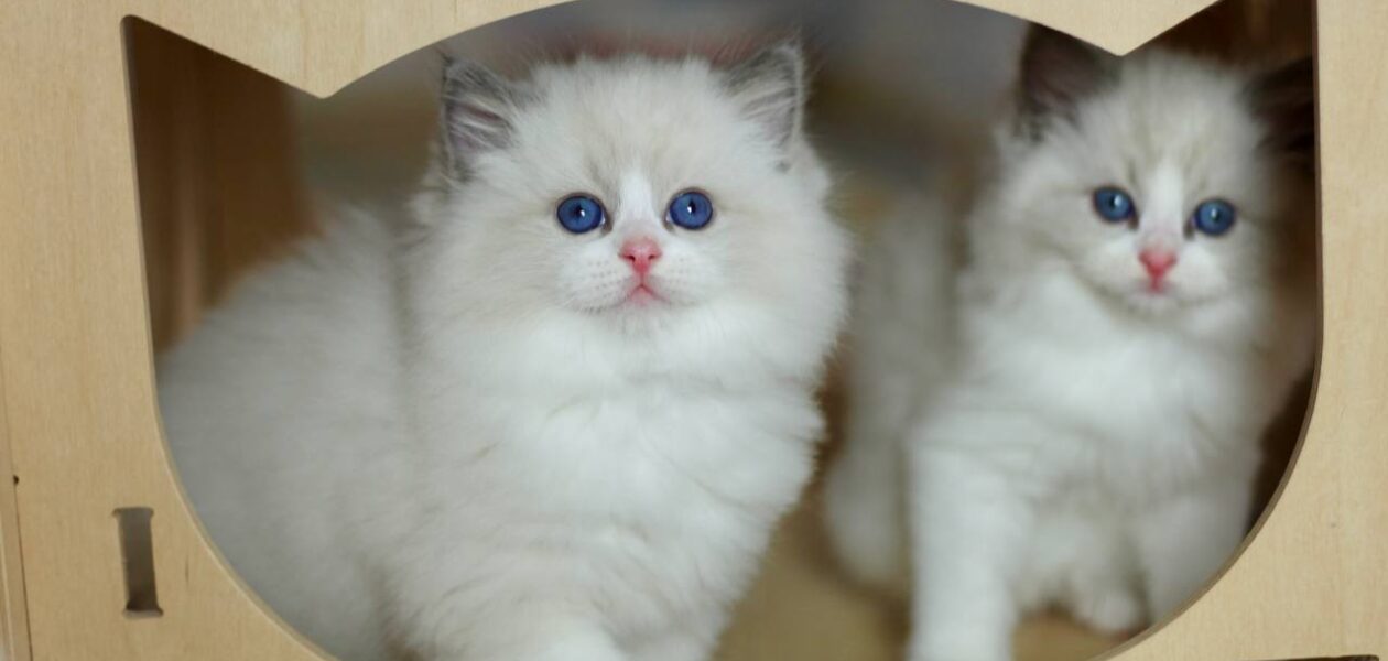 Ragdoll-kittens Whatsapp me op +447944279298