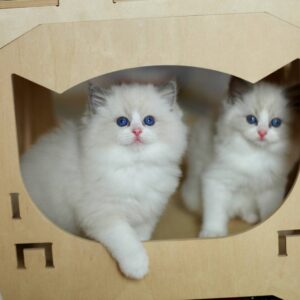 Ragdoll-kittens Whatsapp me op +447944279298