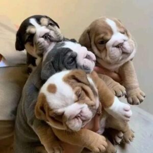 Engelse bulldog puppies Whatsapp me op +447944279298