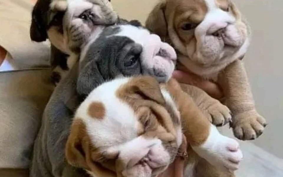 Engelse bulldog puppies Whatsapp me op +447944279298