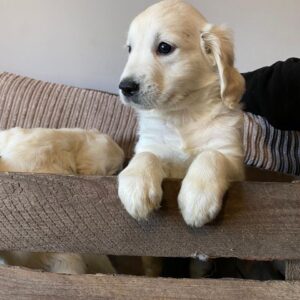 We hebben Golden Retriever-puppy’s te koop