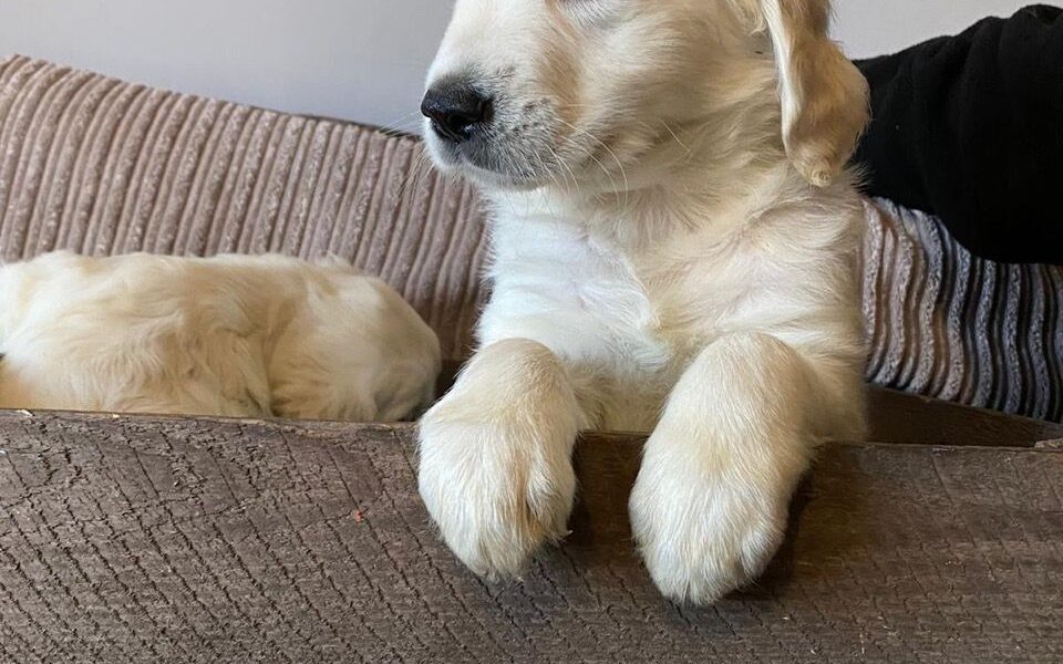 We hebben Golden Retriever-puppy’s te koop