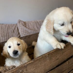 We hebben Golden Retriever-puppy’s te koop