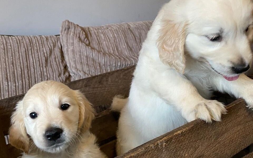 We hebben Golden Retriever-puppy’s te koop