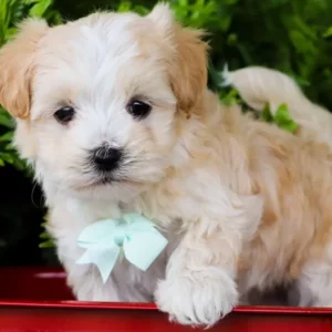 Maltese puppy’s.