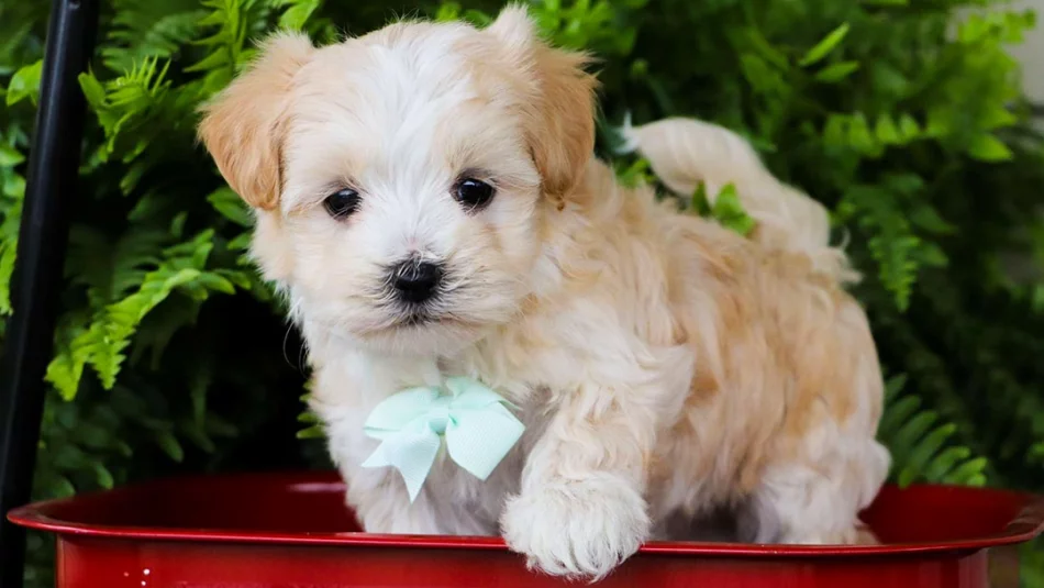 Maltese puppy’s.