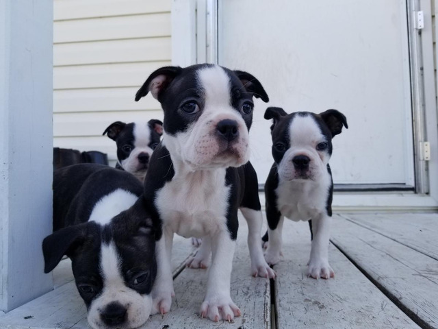 Bull terrier pups