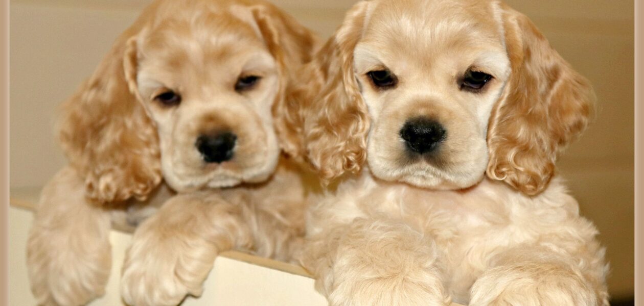 Cocker Spaniel-puppy’s