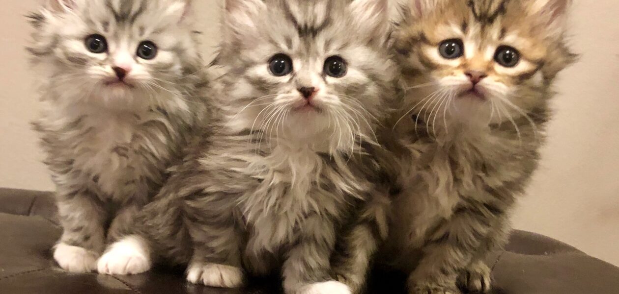 Siberische kittens