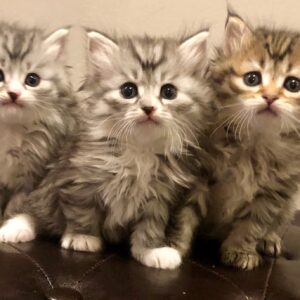 Siberische kittens