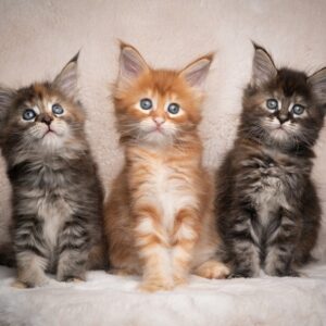 Maine Coon kittens te koop