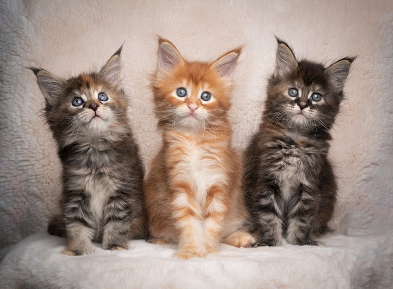 Maine Coon kittens te koop