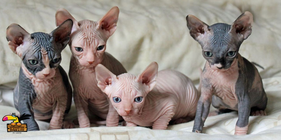 Sphynx-katjes