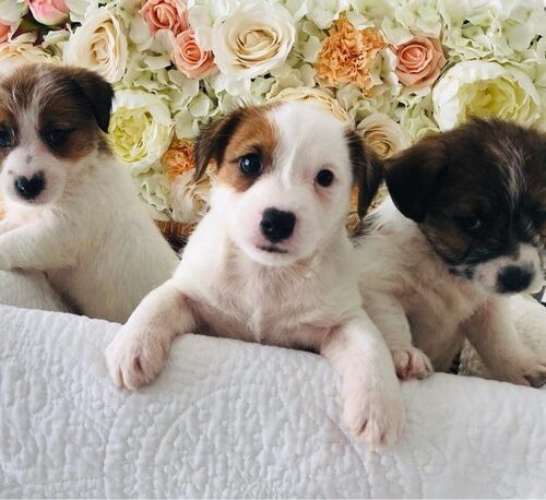 beautiful-jack-russell-puppies