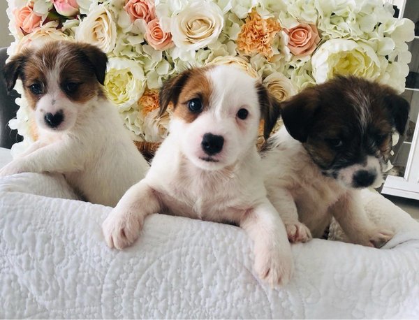 Jack Russell terrier pupjes te koop!