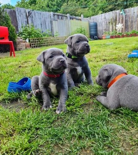 blauwe-staffordshire-bull-terrier-pups