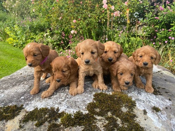 Cockapoo-puppy’s, nest van mannetjes en vrouwtjes.