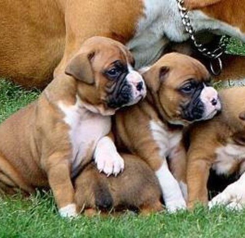 cute-boxer-puppies