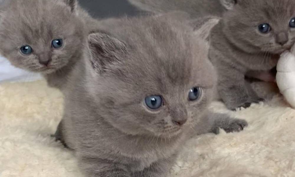 Britse Korthaar/Scottish Fold Blauw en Lilac kitten