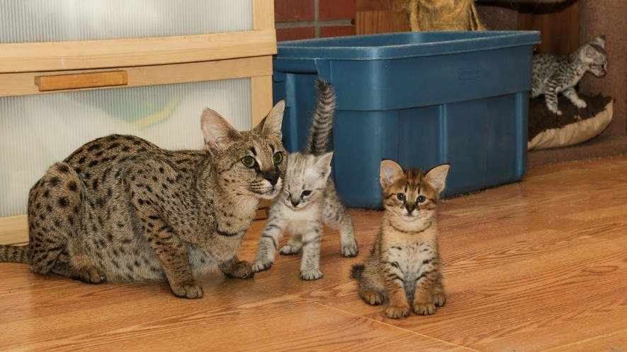 F2 Savannah kittens beschikbaar.