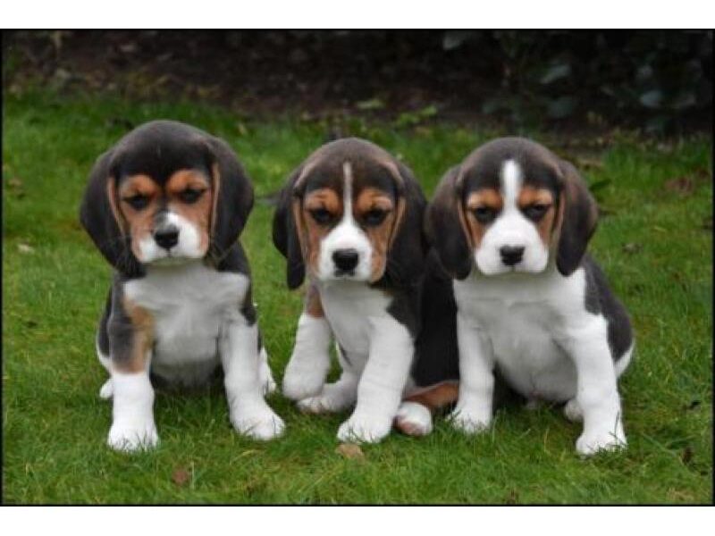 Beagle-puppy’s beschikbaar