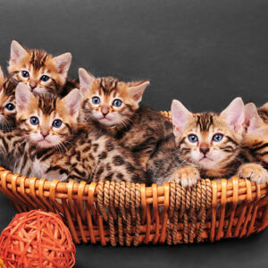 Bengaalse kittens