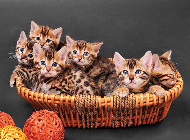 Bengaalse kittens