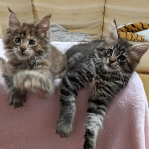 Maine Coon kittens te koop