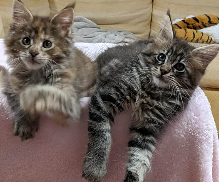 Maine Coon kittens te koop