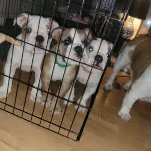 Prachtige Engelse Bulldog pups zoeken een goed huis.