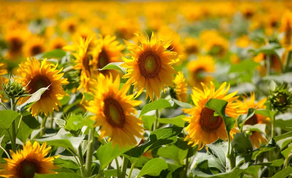 Verkoop van Zonnebloem van de fabrikant