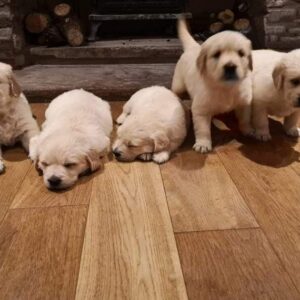 Labrador Retriever-pups