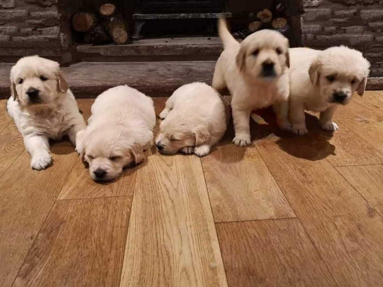 Labrador Retriever-pups