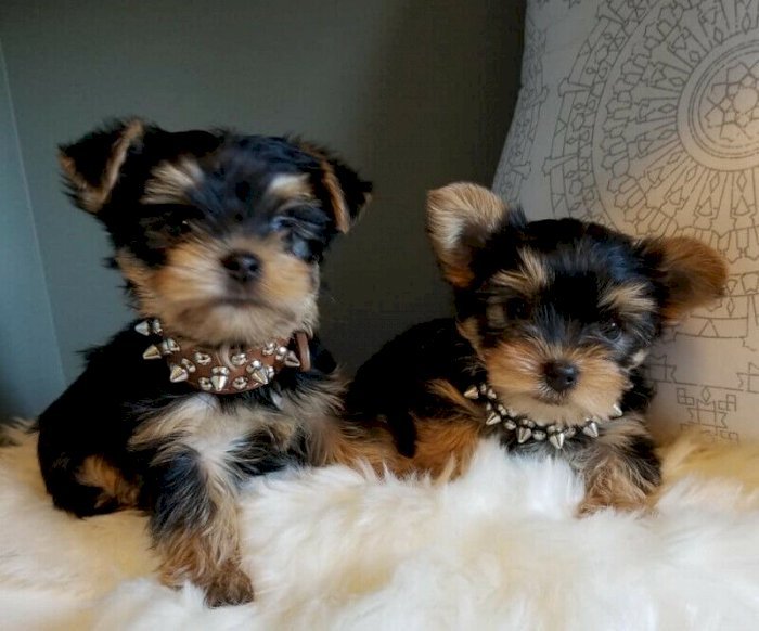 Teacup Yorkie Puppies Te Koop