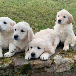 Labrador Retriever-pups