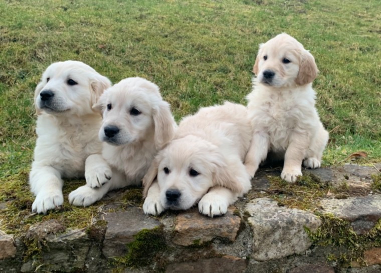 Labrador Retriever-pups