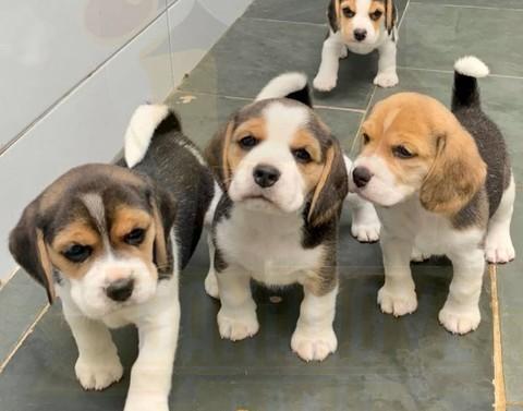 Stamboom Beagle-puppy’s +44 7482162214