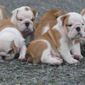 Prachtige Engelse bulldog pups beschikbaar.