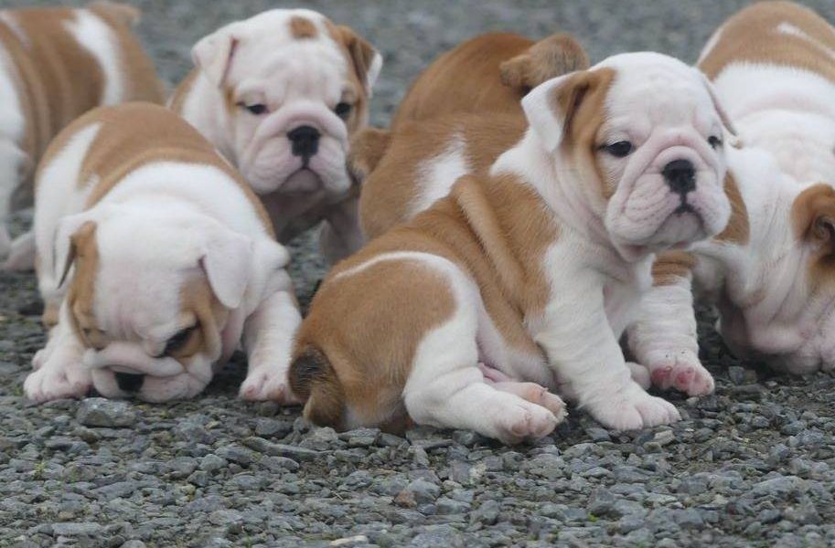 Prachtige Engelse bulldog pups beschikbaar.