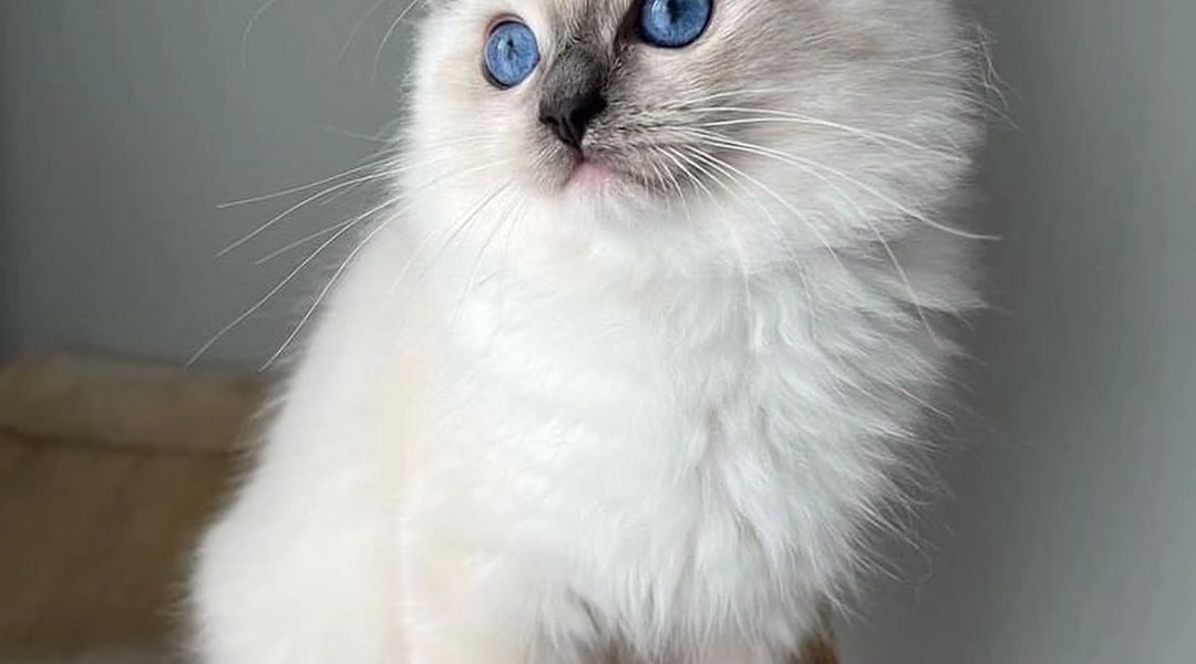 Loveky Ragdoll katten